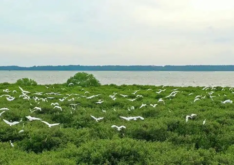 点赞！广东创新“蓝碳”开发交易路径，多个案例开创先河！